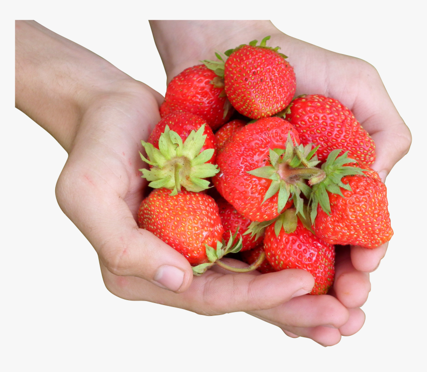 Hands Holding A Bunch Of Strawberries - Stovery Fruit, HD Png Download, Free Download