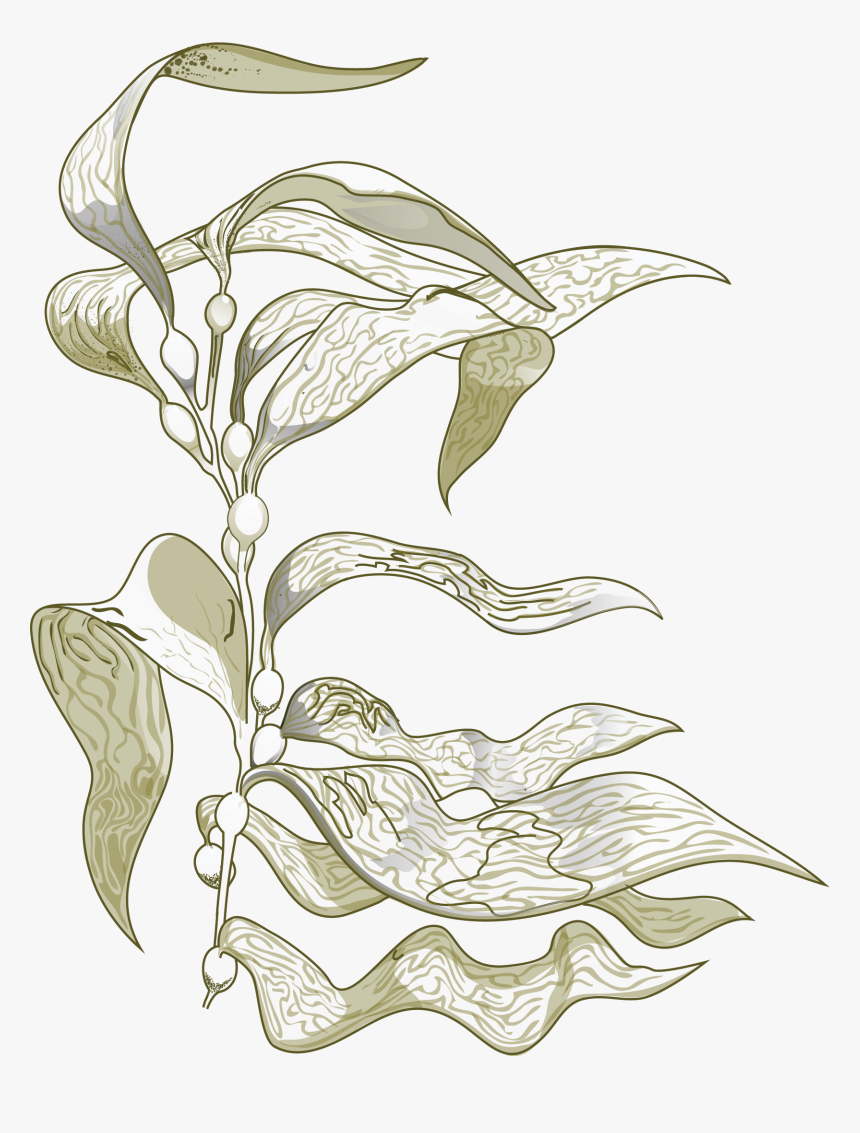 Transparent Kelp Clipart - Sea Kelp Drawing, HD Png Download, Free Download