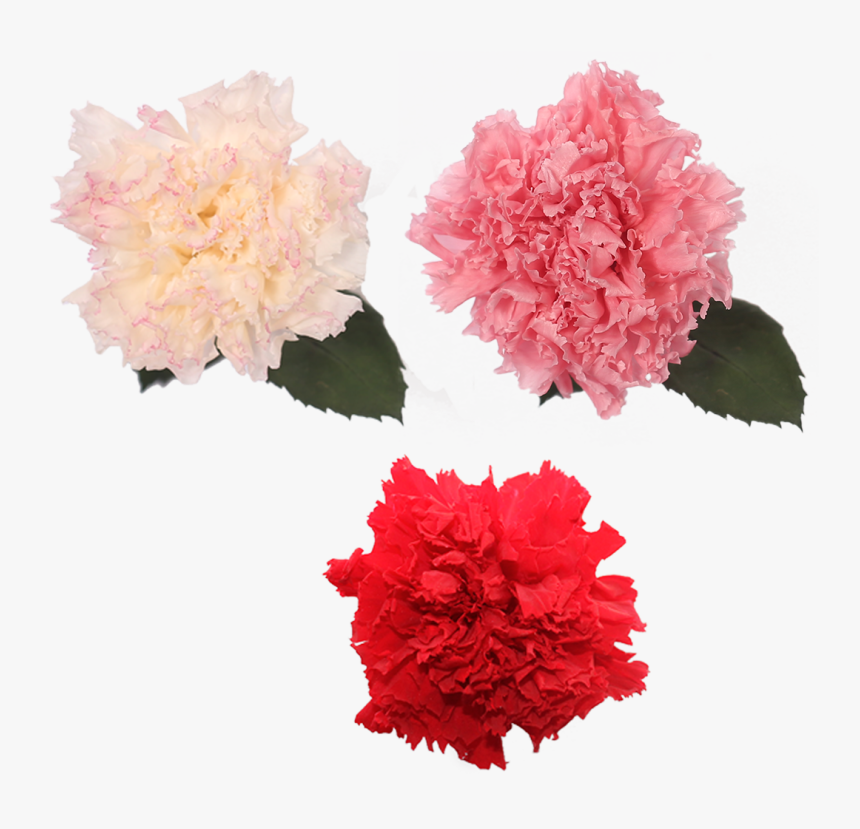 Carnation, HD Png Download, Free Download