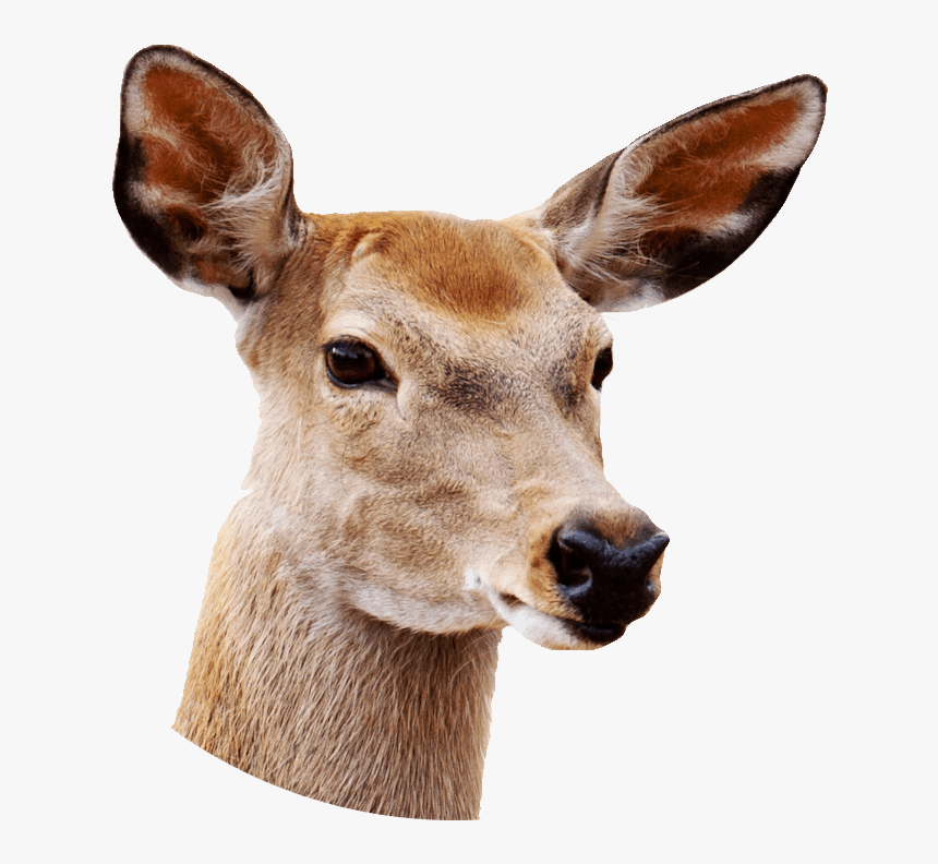 Reindeer Png Transparent Image - Deer With White Background, Png Download, Free Download