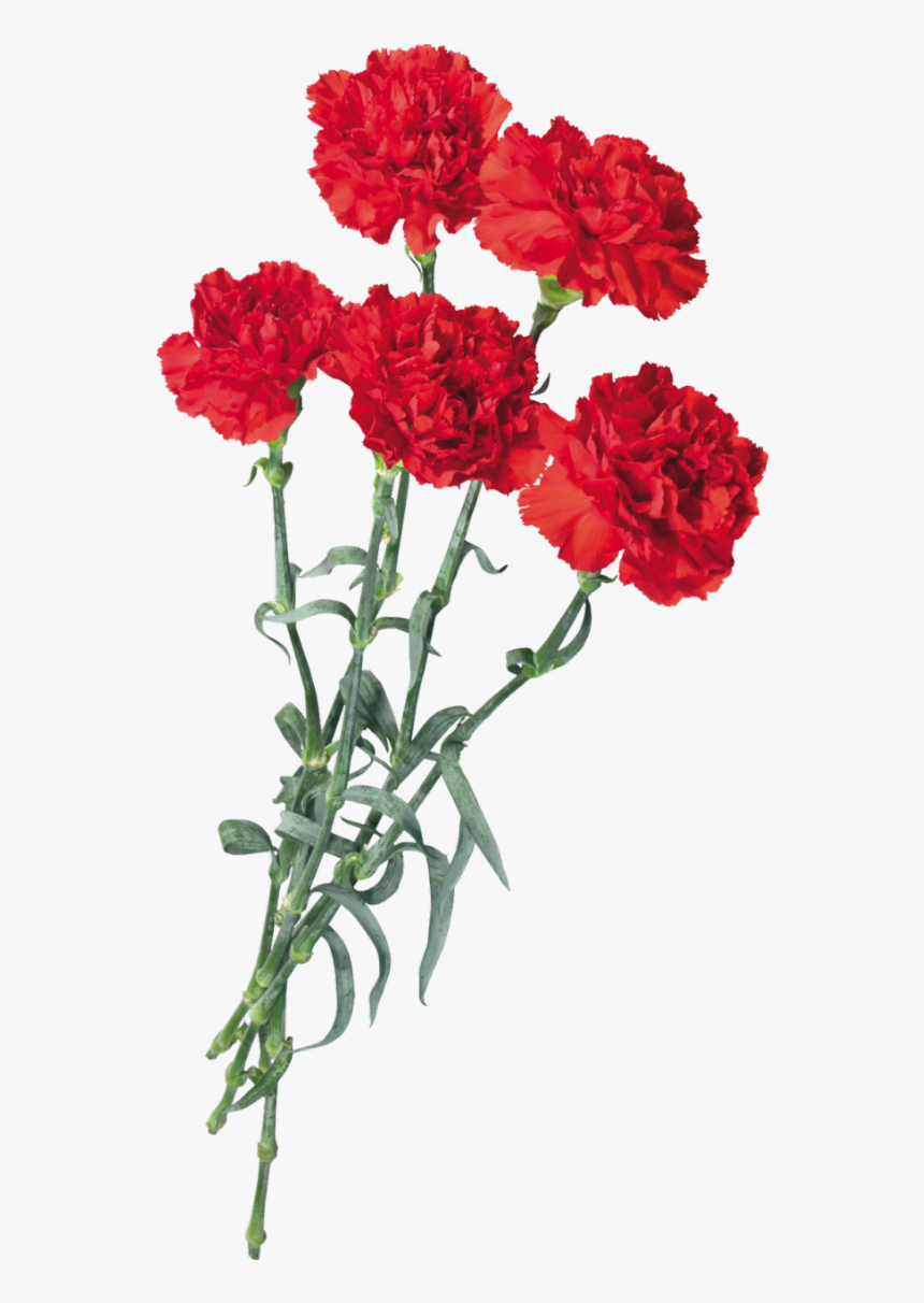 #carnations #flowers #scspringflowers #springflowers - Red Carnation Flower Png, Transparent Png, Free Download