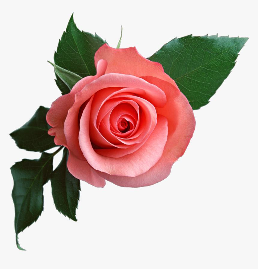 Pink Rose - Rose Flower Png, Transparent Png, Free Download