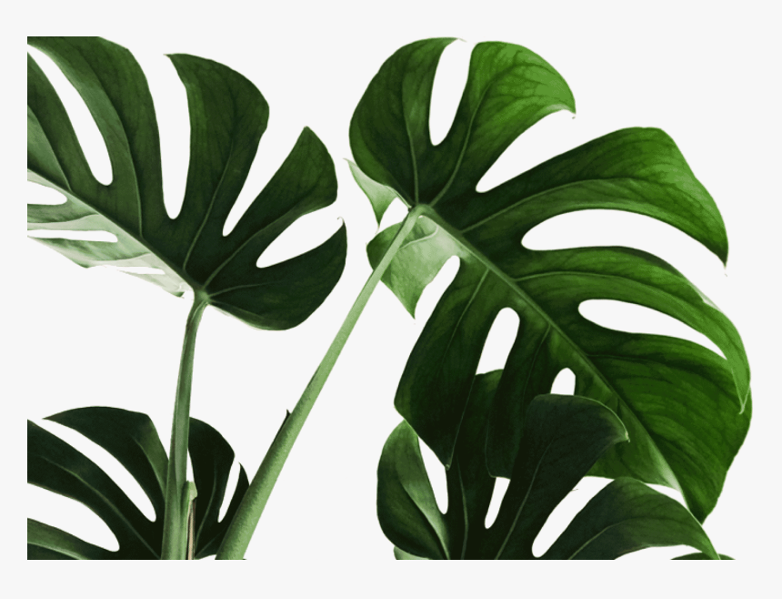 Monstera Art, HD Png Download, Free Download