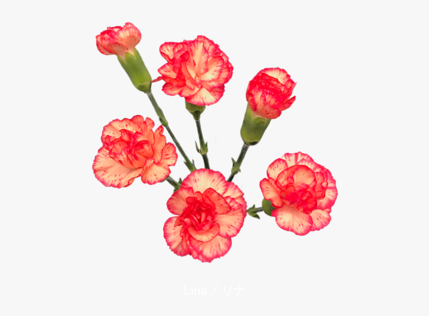 Colibri Flowers Minicarnation Lina, Grower Of Carnations, - Carnation, HD Png Download, Free Download