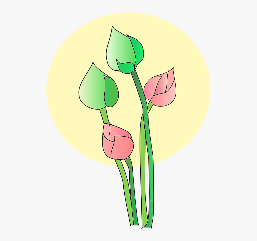 Tulip Flower Vector - Green Lotus Buddha Png, Transparent Png, Free Download