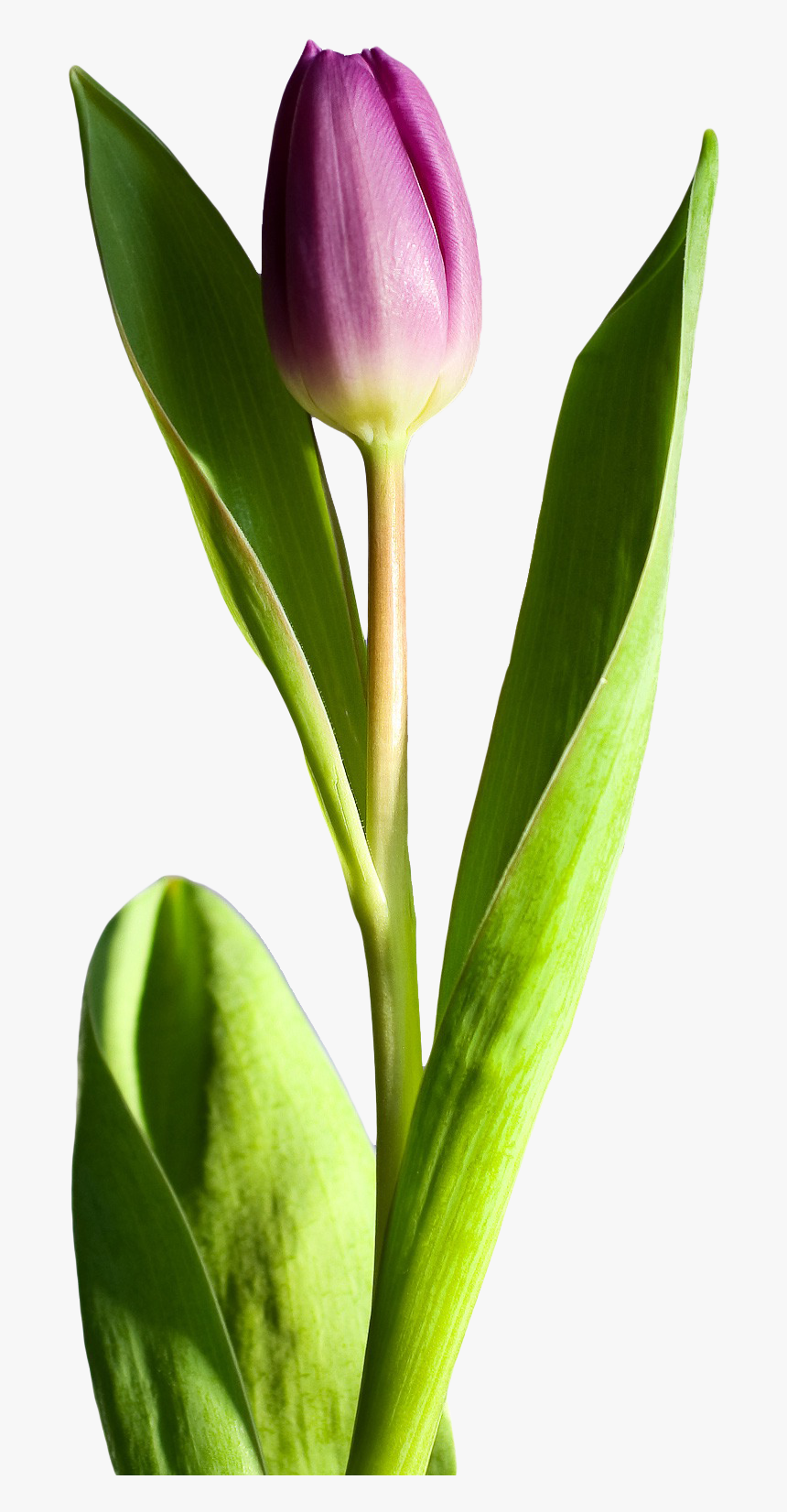 Tulip Flower Png Image - Transparent Png Image Tulip Flower Png, Png Download, Free Download