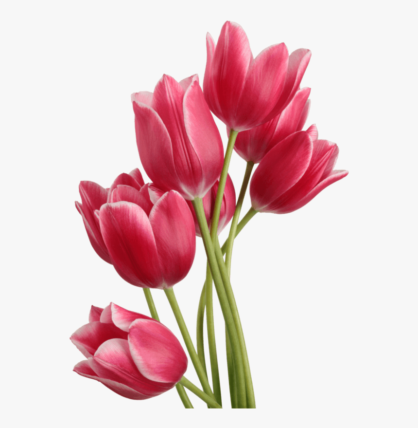 Tulip Bouquet - Tulip Png, Transparent Png, Free Download