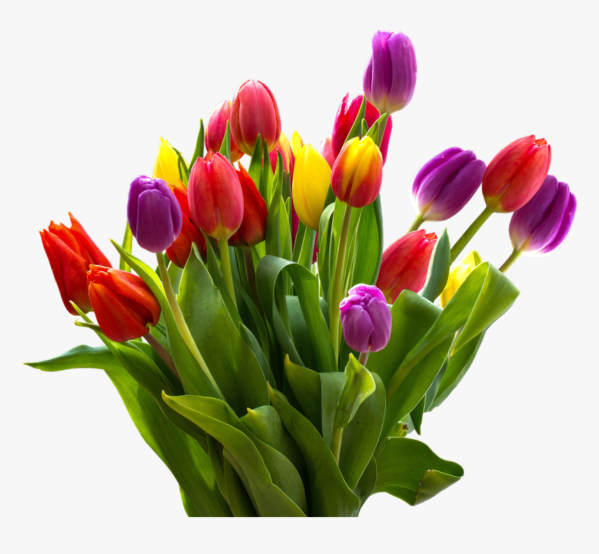 Тюльпаны png на прозрачном. Тюльпан ПМГ. Цветы тюльпаны. Букет разноцветных тюльпанов. Тюльпаны цветные.