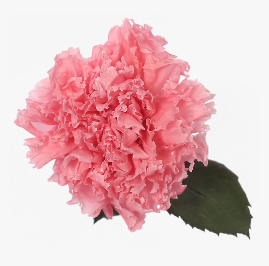 Carnation, HD Png Download, Free Download