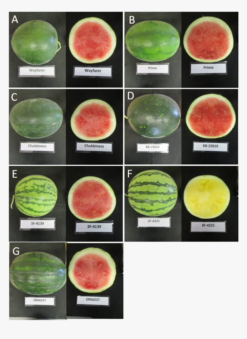 Seedless Watermelon Varieties In 2016 Variety Trial - Different Types Of Watermelon, HD Png Download, Free Download