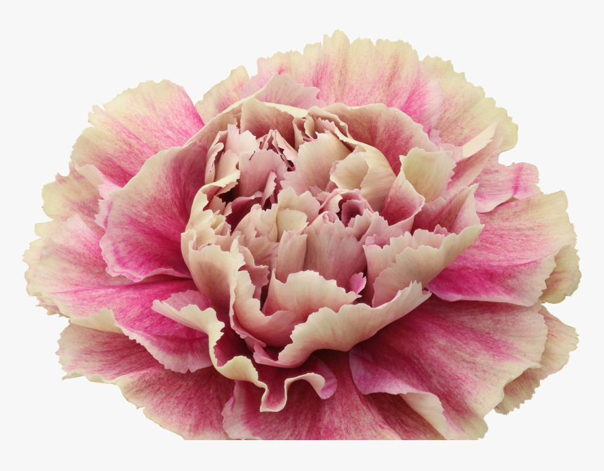 Carnation, HD Png Download, Free Download