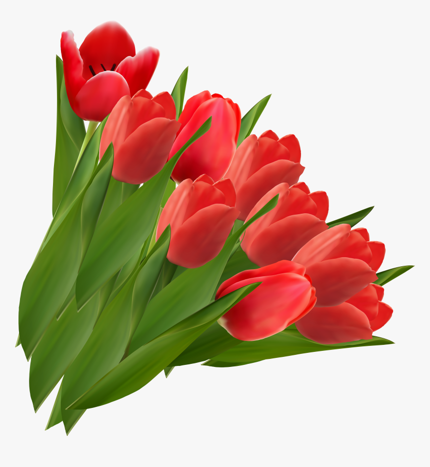 Featured image of post Tulip Png Hd - Discover and download free tulip png images on pngitem.