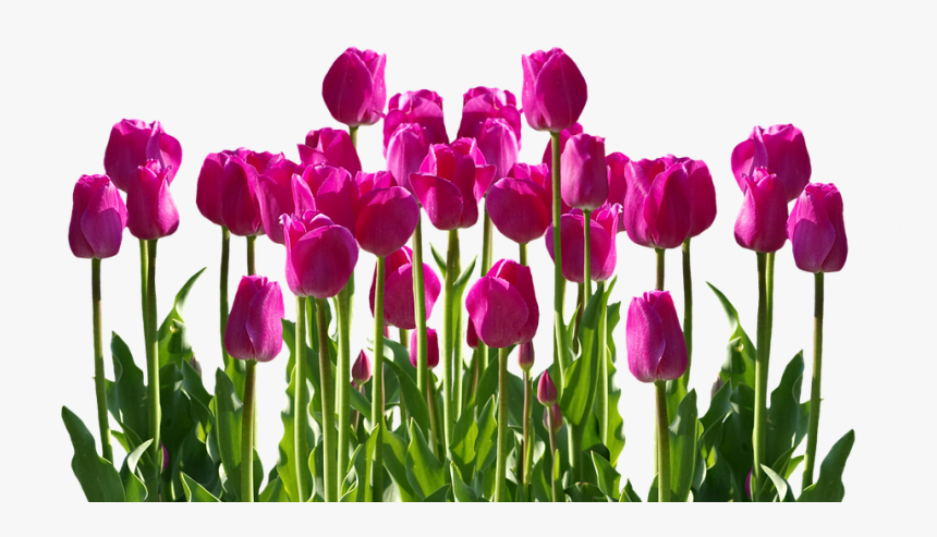 Tulips, Spring, Spring Flower, Cut Flowers, Flowers - Flower Garden Clipart Png, Transparent Png, Free Download