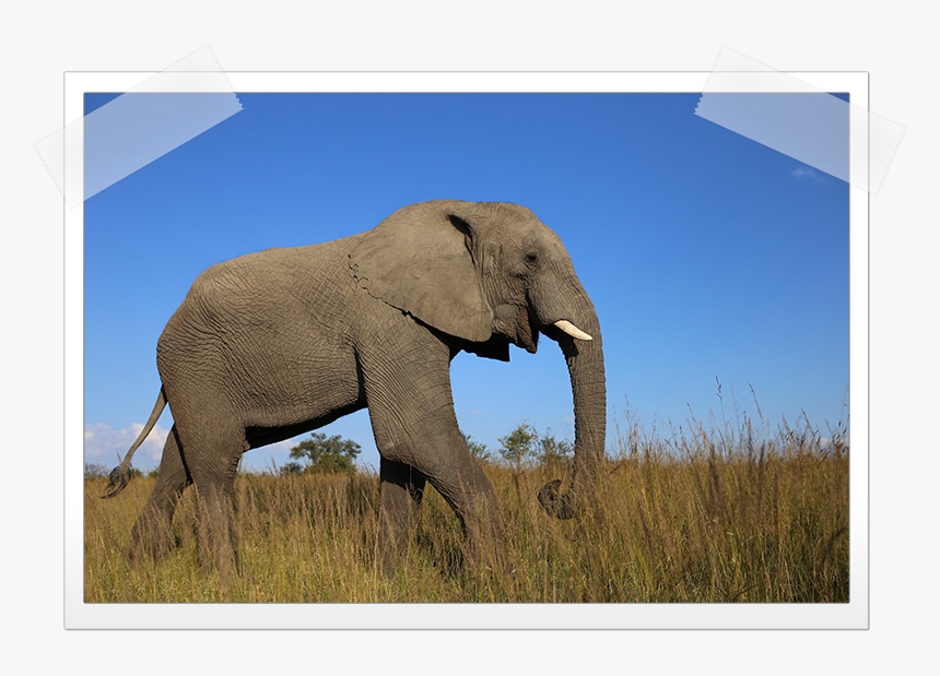 African Bush Elephant Free - Elephants On Grass Lands, HD Png Download, Free Download