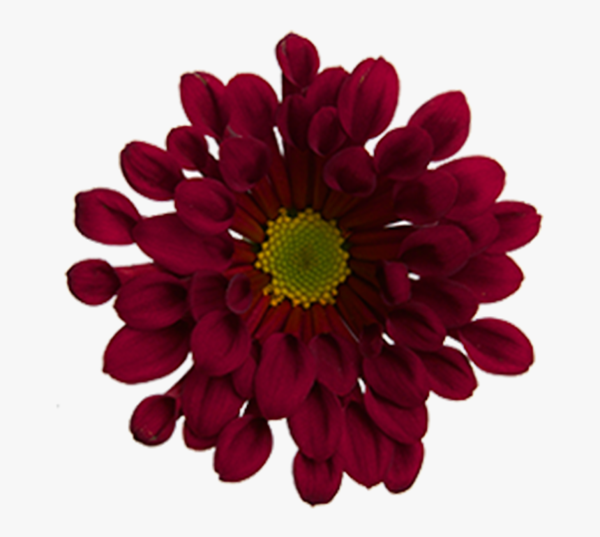 Click To Enlarge Image Red Novelty Dublin - Barberton Daisy, HD Png Download, Free Download