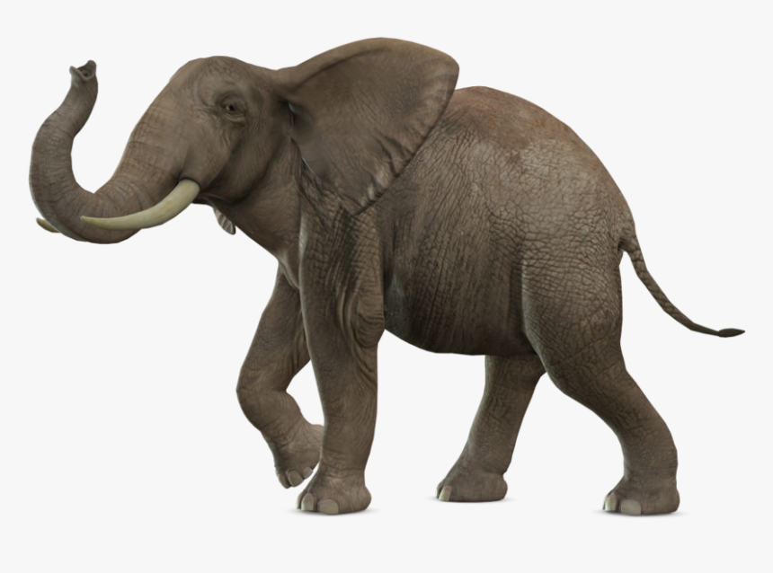 Elephant Png - Elephant Transparent Background, Png Download, Free Download