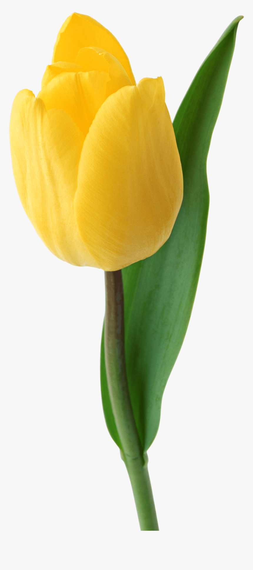 Png Tulip Flower, Transparent Png, Free Download