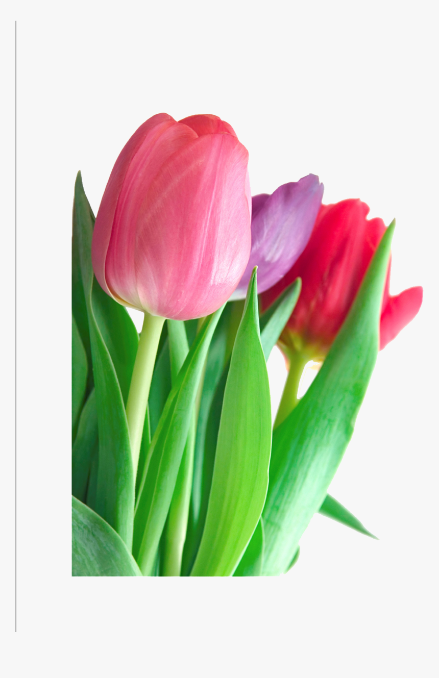 Tulip Flower Pink Clip Art - Tulips Png, Transparent Png, Free Download