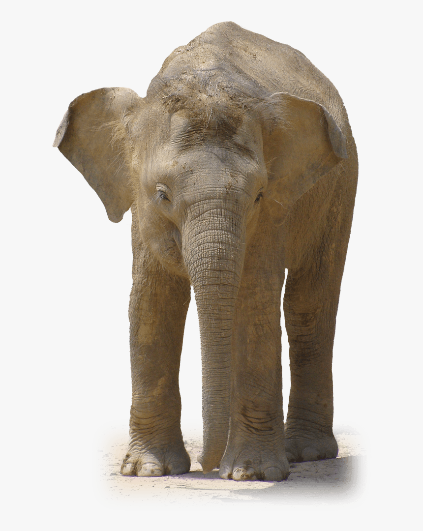 Elephant Front View - Real Baby Elephant Png, Transparent Png, Free Download