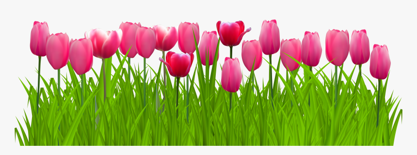 Png Freeuse Stock Grass With Pink Png Clip Art Image - Transparent Background Tulips Clipart, Png Download, Free Download