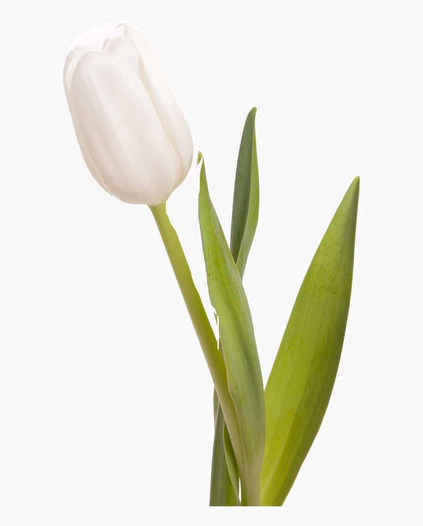 Tulip - Tulip White One Flower, HD Png Download, Free Download