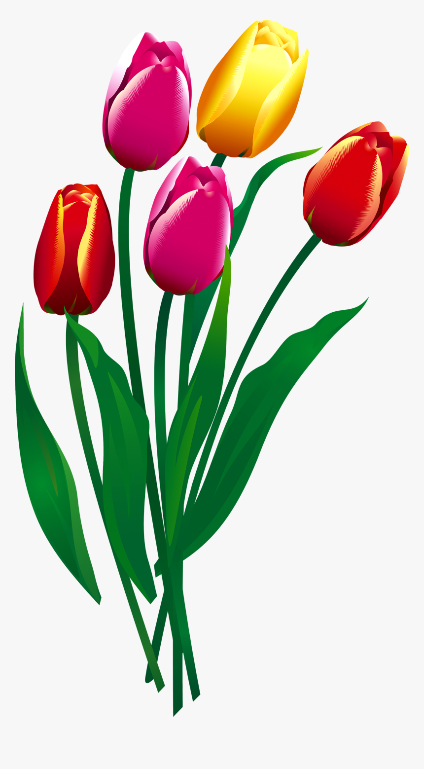 Flower Transprent Png Free Download Plant Petal - Sprenger's Tulip, Transparent Png, Free Download