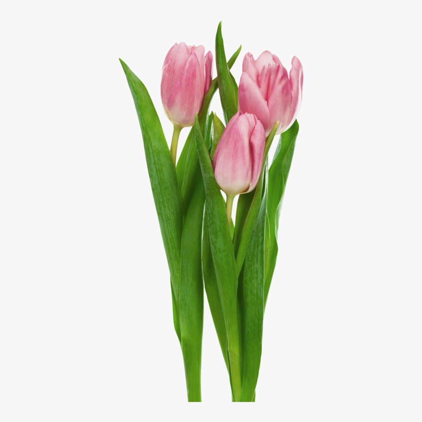 Tulip Flower No Background, HD Png Download, Free Download