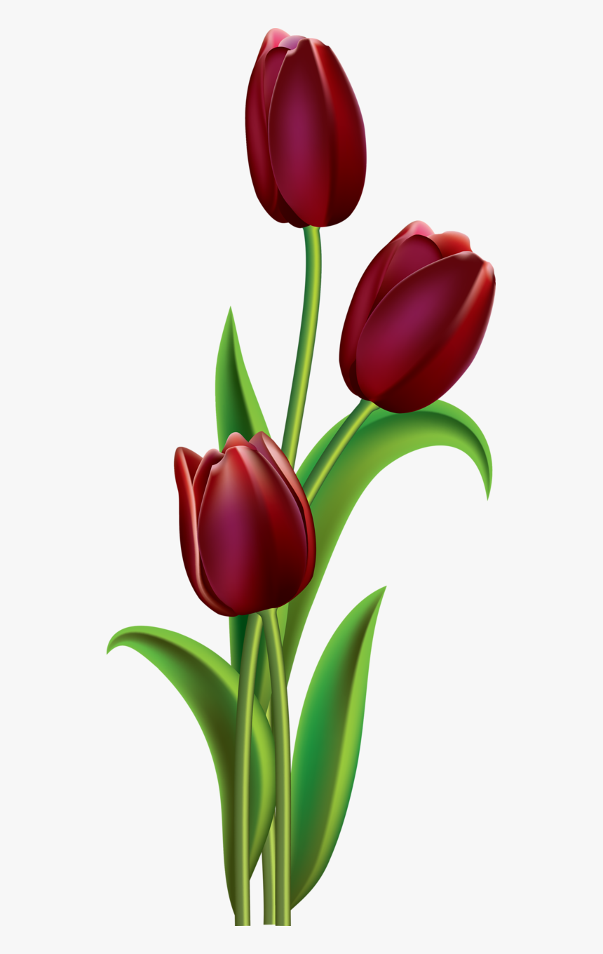 Transparent Red Tulip Clipart - Easy Tulip Flower Painting, HD Png Download, Free Download