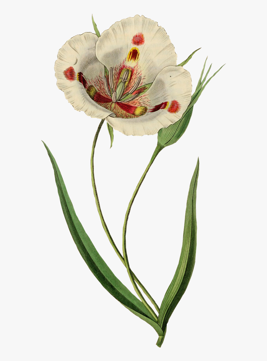 Calochortus Venustus Botany, HD Png Download, Free Download