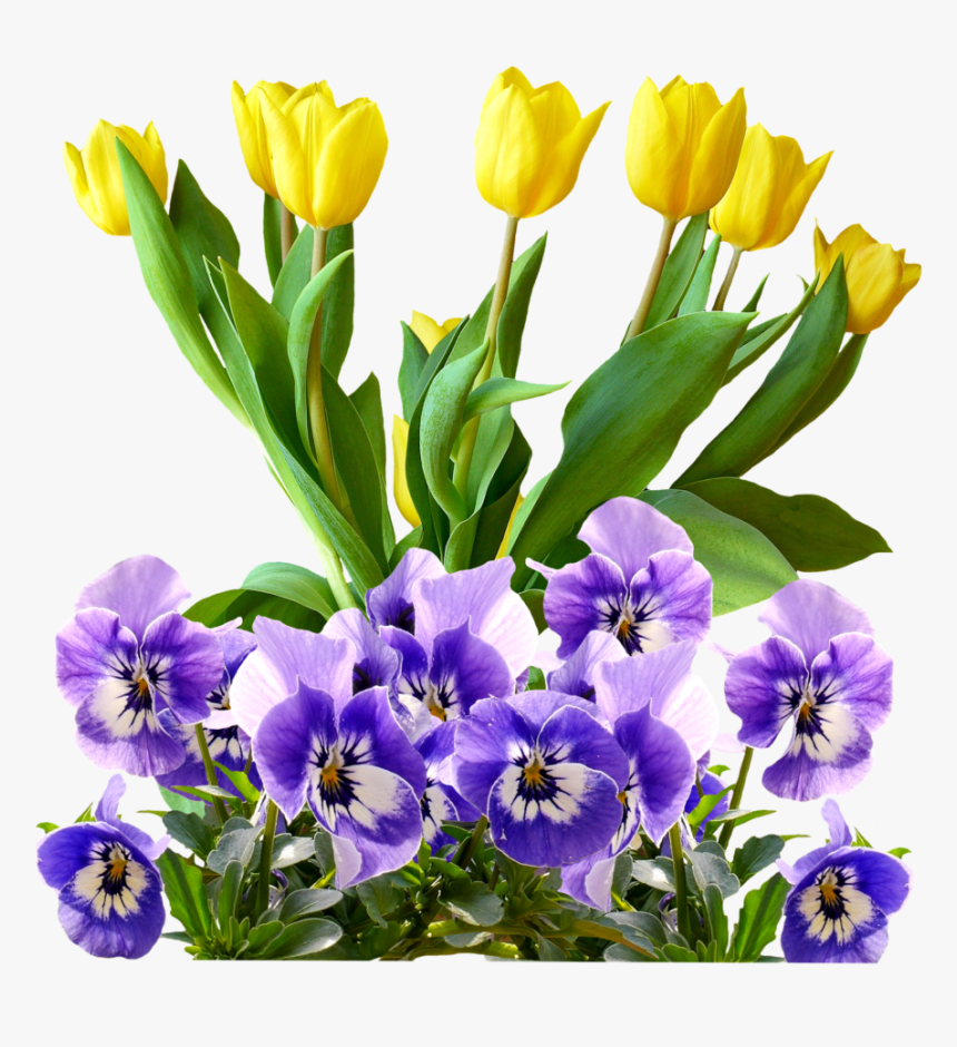 Tulips, Pansy, Png, Isolated, Flowers, Spring - Flower Purple Mothers Day, Transparent Png, Free Download