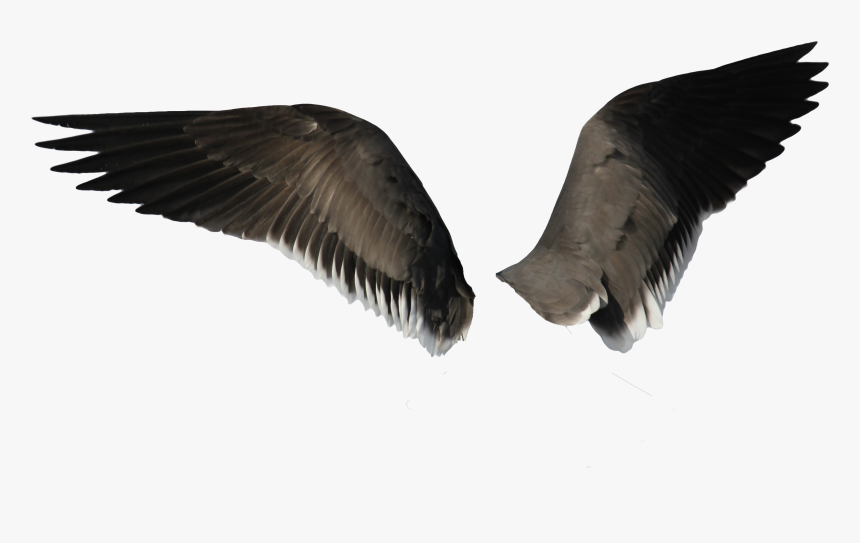 Transparent Bird Wing Png - Transparent Background Bird Wings Png, Png Download, Free Download