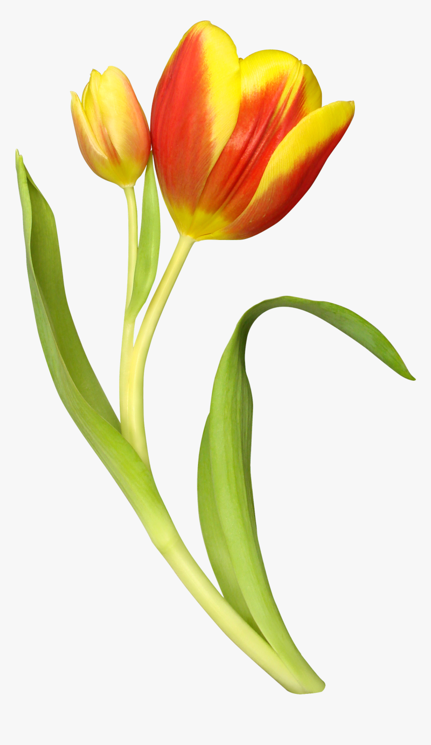 Tulip Png Image - Цветок Тюльпан, Transparent Png, Free Download