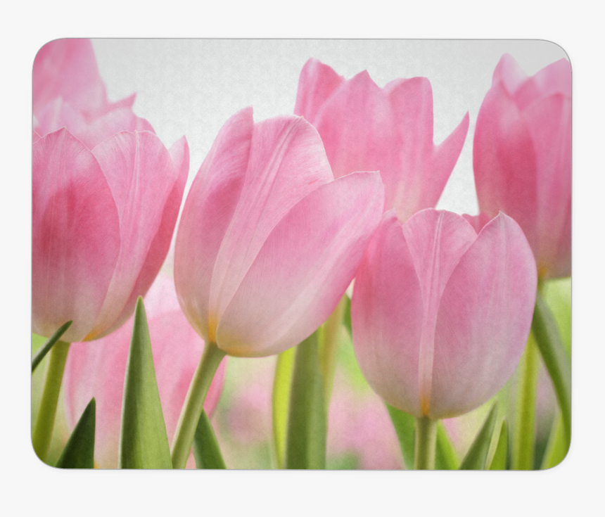 Tulip Flower Mouse Pad - Shower Curtain Tulips, HD Png Download, Free Download