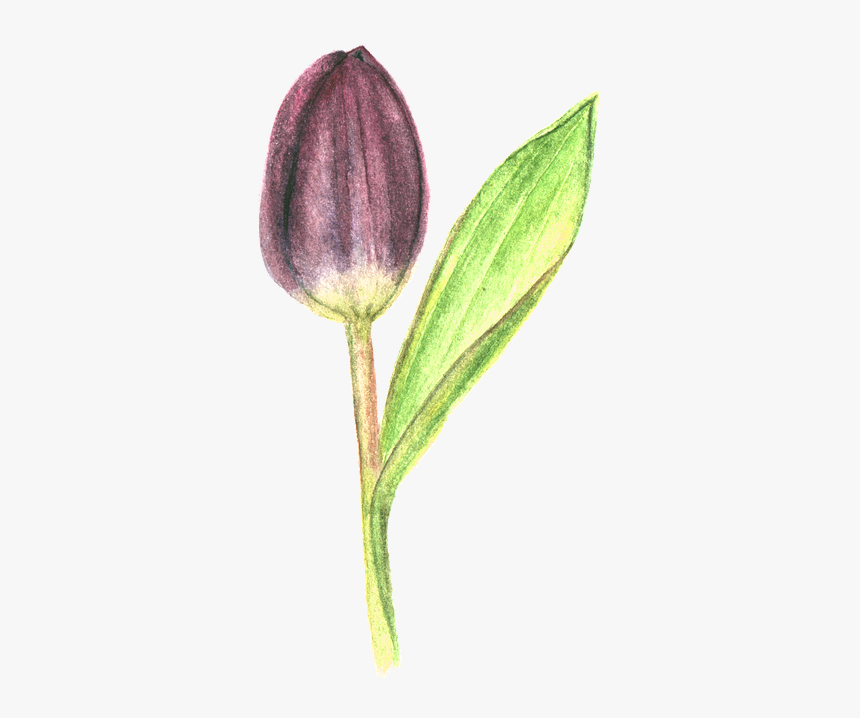 Tulip, Flower, Purple - Tulip, HD Png Download, Free Download