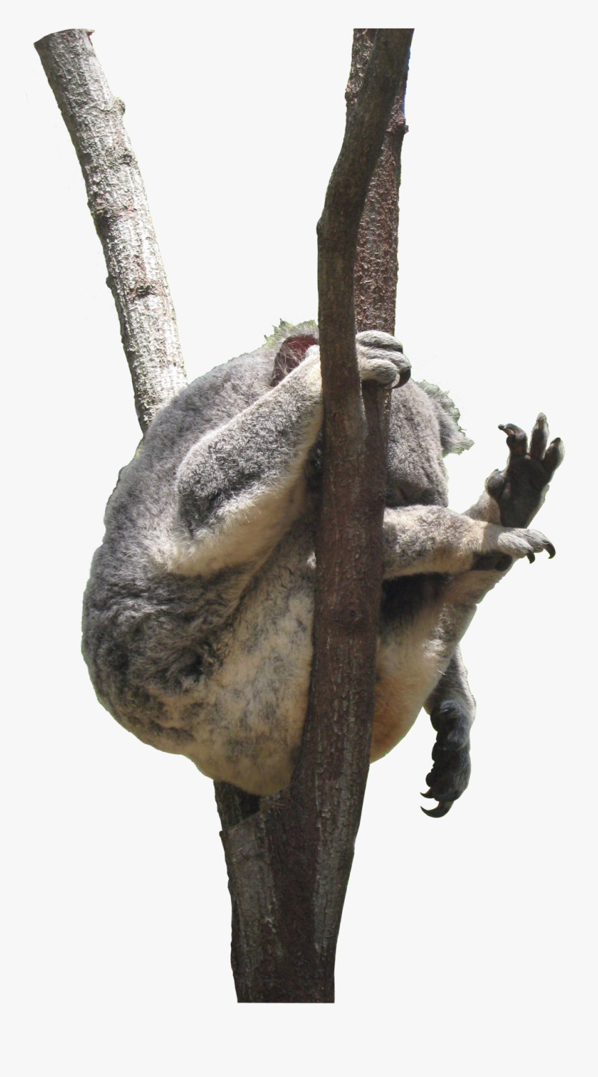 Koala In Tree Transparent, HD Png Download, Free Download