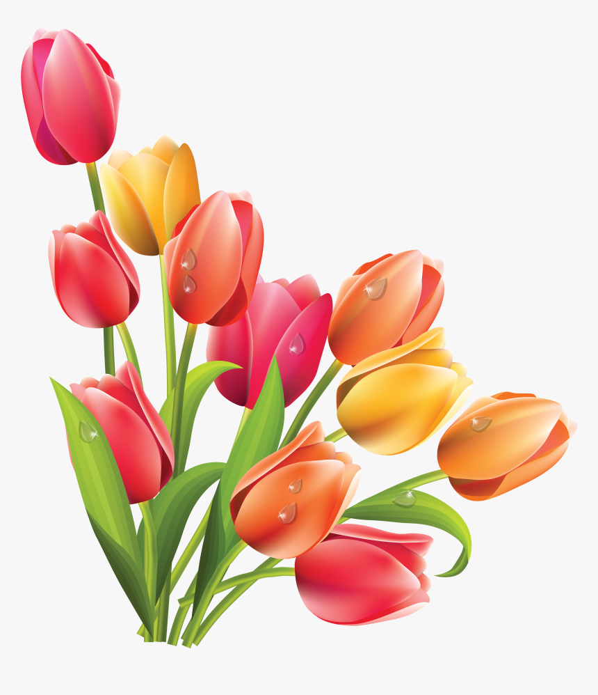 Tulip Clipart Bucket Flower - Transparent Background Tulip Png, Png Download, Free Download