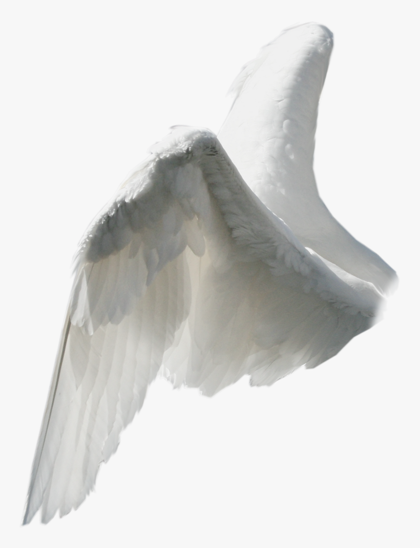 Side View Angel Wing Png , Png Download - Angel Wings From The Side, Transparent Png, Free Download