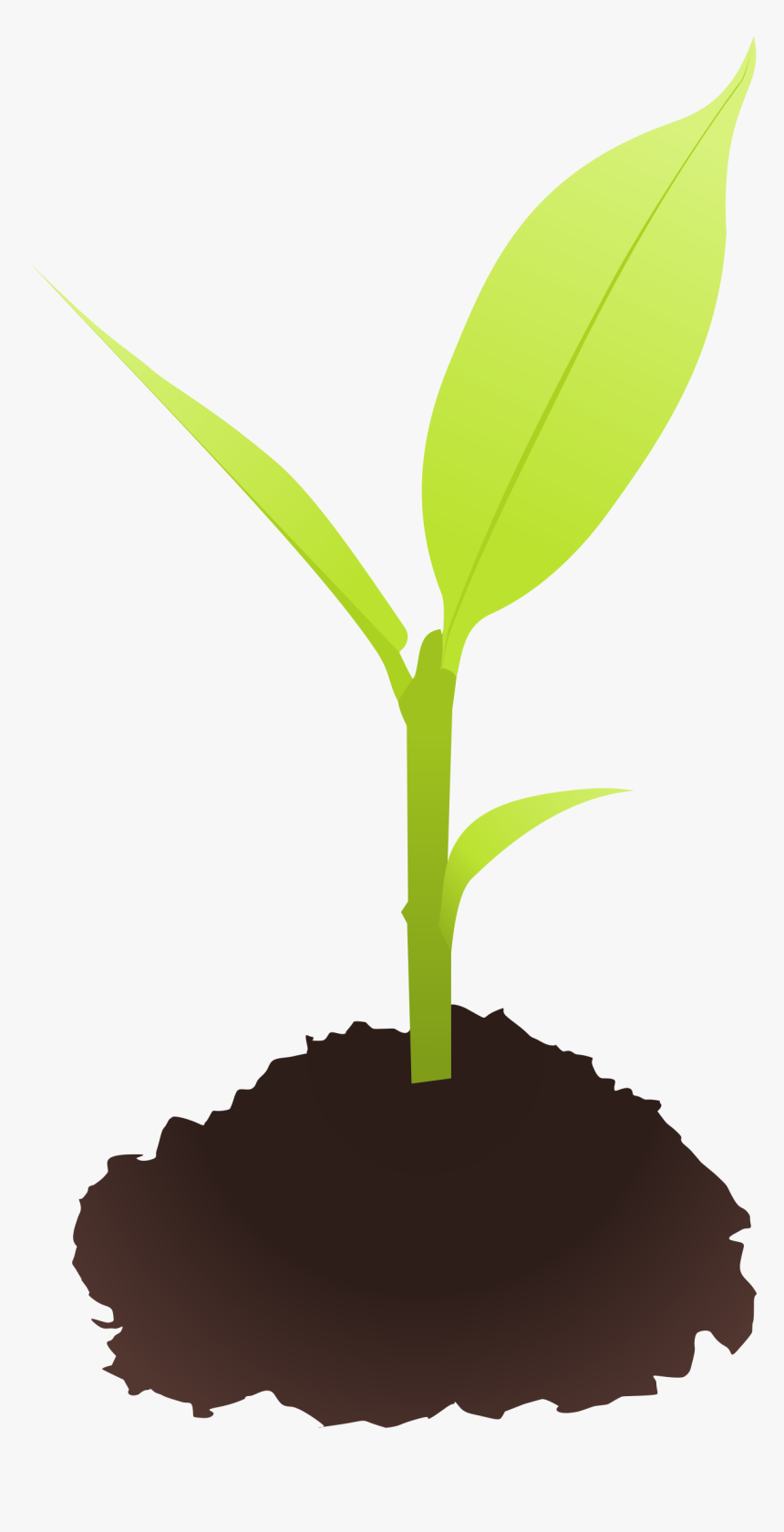 Clipart - Small Plant Clip Art, HD Png Download, Free Download