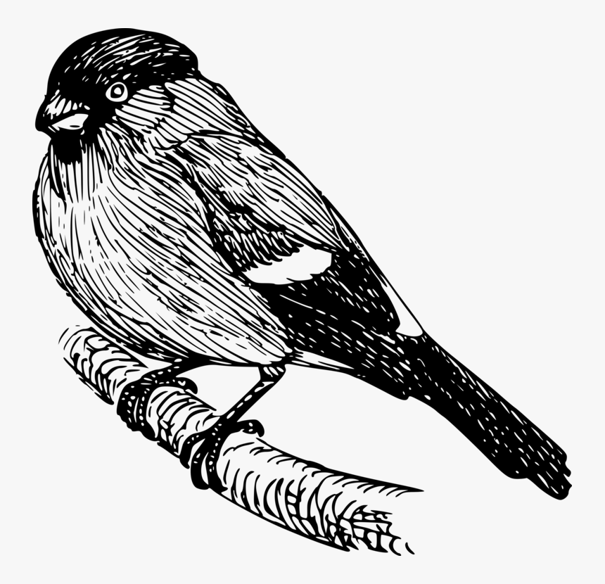 Transparent Finch Clipart - Pajaros En Blanco Y Negro, HD Png Download, Free Download