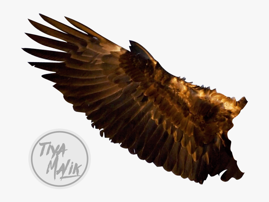 Eagle Wings Transparent Images - Eagle Wings Png, Png Download, Free Download