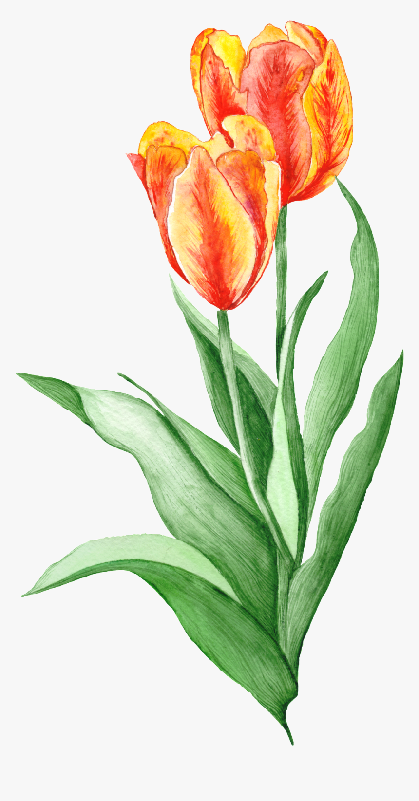 Hand Painted Realistic Tulip Flower Decoration Vector - Free Botanical Illustrations, HD Png Download, Free Download