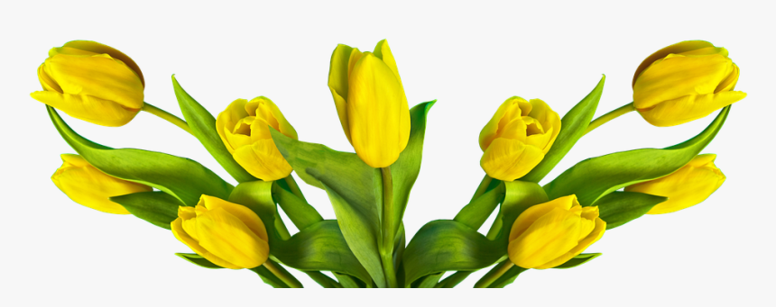 Tulip, Easter, Nature, Flower, Plant - Tulipa Amarela Png, Transparent Png, Free Download