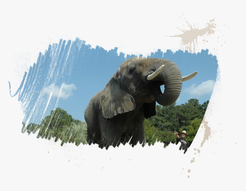 African Elephant, HD Png Download, Free Download