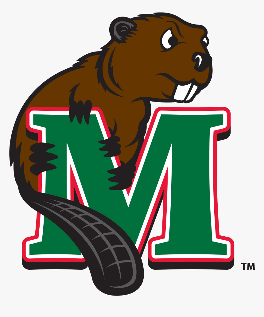 Minot State Baseball Scores, Results, Schedule, Roster - Minot State Beaver Logo, HD Png Download, Free Download
