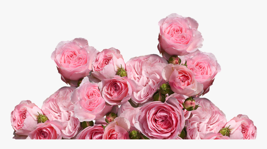 Transparent Pink Rose Png - Aesthetic Pink Flowers Png, Png Download, Free Download