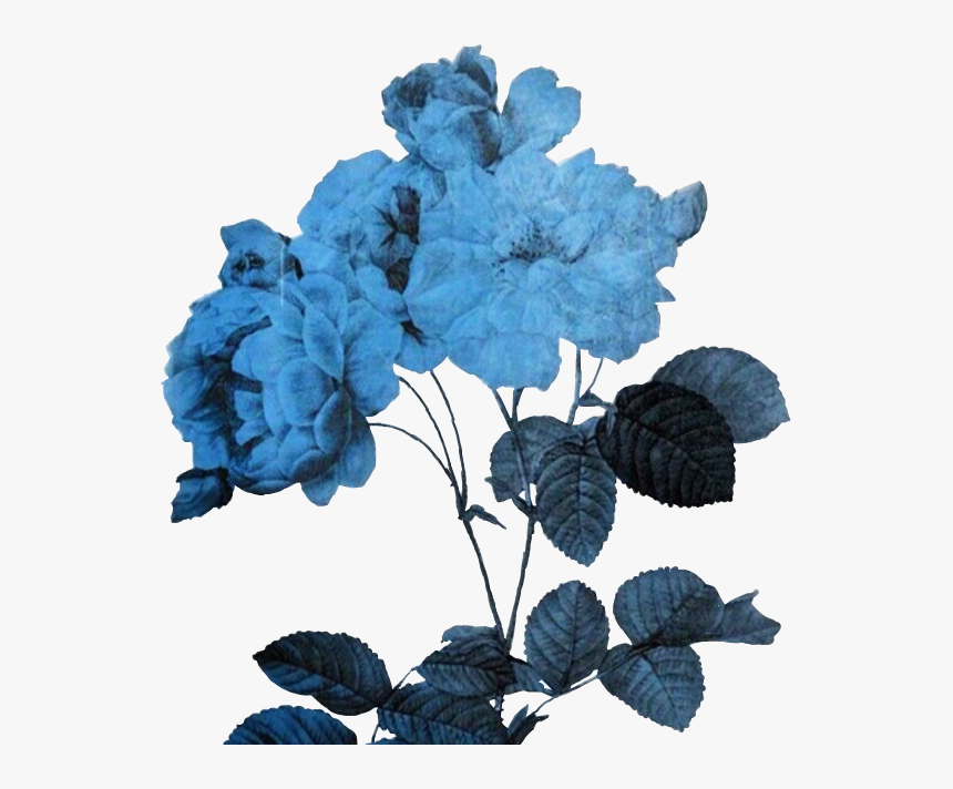 Flower Aesthetic Png Flowerart Art Alternative Freetoed - Transparent Blue Aesthetic Png, Png Download, Free Download