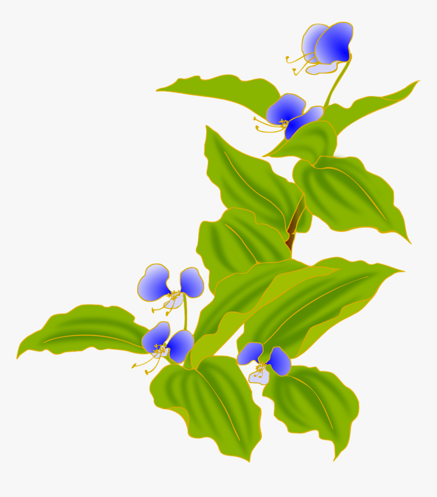 Asiatic Dayflower, HD Png Download, Free Download