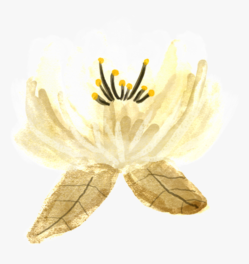 Hand Painted Classical Aesthetic Flowers Png Transparent Lily Png Download Kindpng