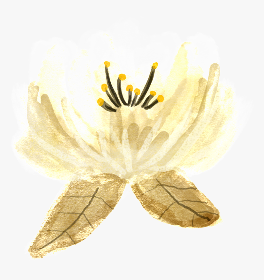 Hand Painted Classical Aesthetic Flowers Png Transparent - Lily, Png Download, Free Download