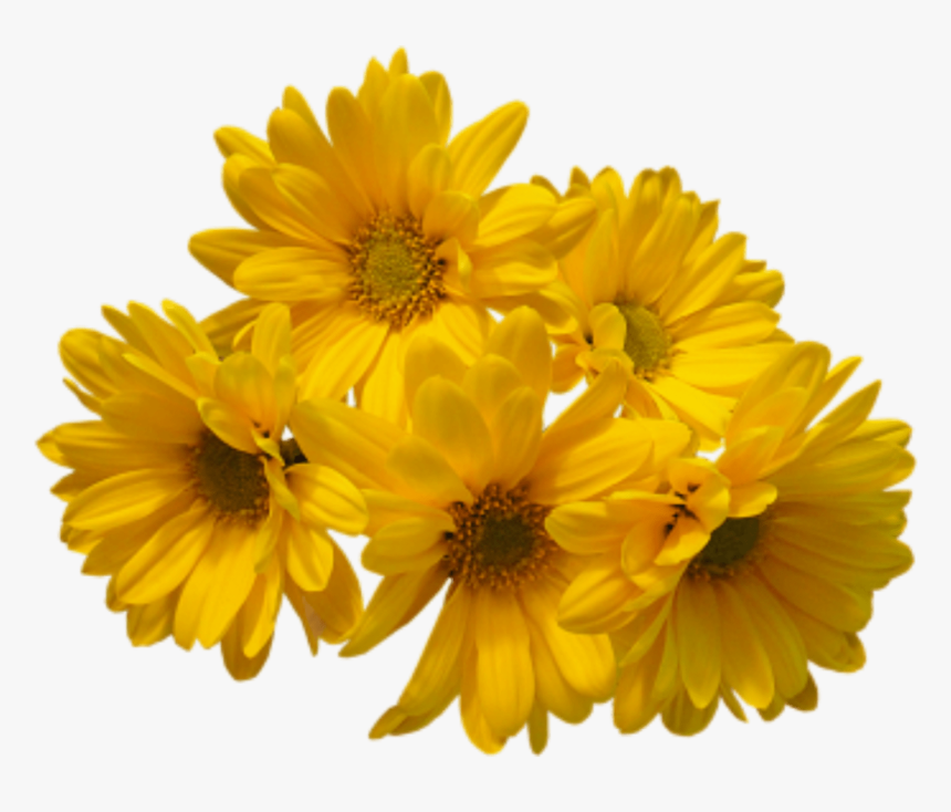 Cut-flowers - Yellow Aesthetic Flower Png, Transparent Png, Free Download